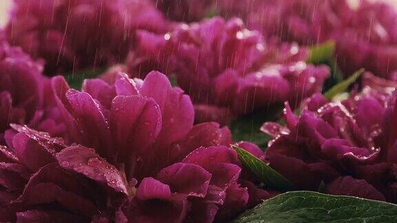 牡丹在雨下盛开的粉红色牡丹花特写生日春天一束美丽的牡丹花背景自然背景情人节概念下雨慢动作