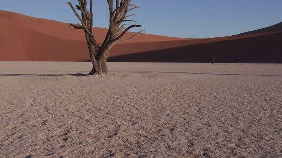 在namibb-naukluft国家公园内的死谷的树木的粘土表面的4K平移镜头
