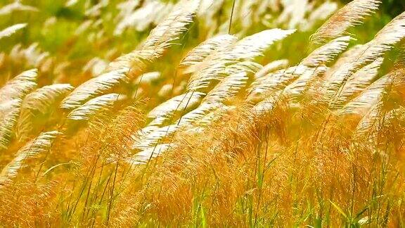 夕阳的微光和白色的草花在草地上随风摆动