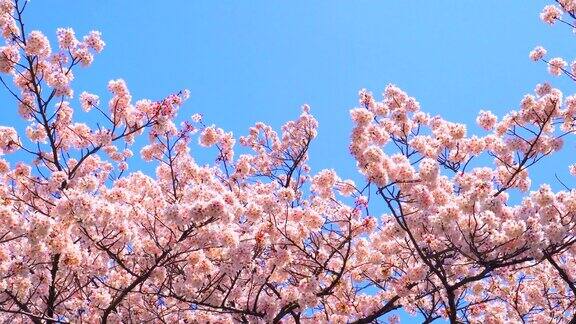 樱花映衬着湛蓝的天空
