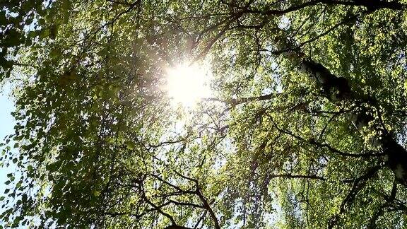 阳光穿过树枝