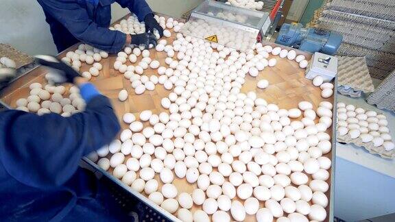 工厂里分拣鸡蛋的工人4k
