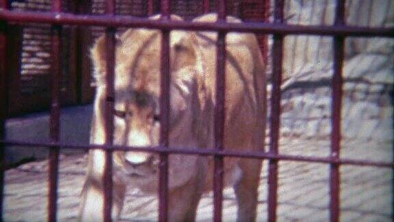 1973年:一只母狮子被关在一个小小的动物园笼子里