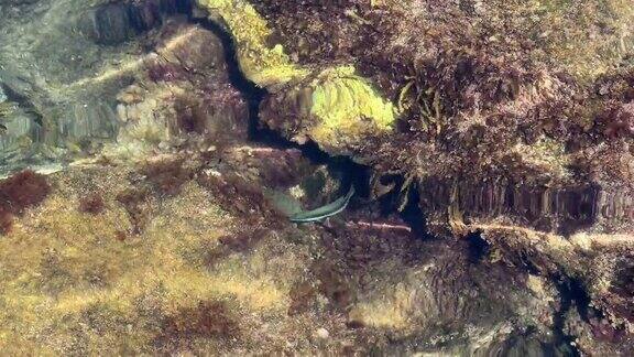 海鱼在岩石间游来游去