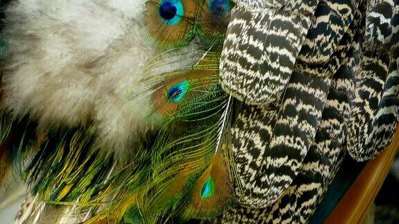优雅的野生珍奇鸟色彩斑斓的艺术羽毛近孔雀纹理的羽毛飞翔的印度绿色孔雀(Pavocristatus)在真实的性质充满活力的图案尾巴和翅膀发光
