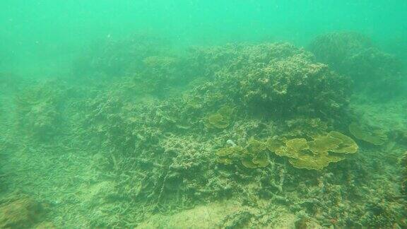 水下珊瑚礁白化和死亡