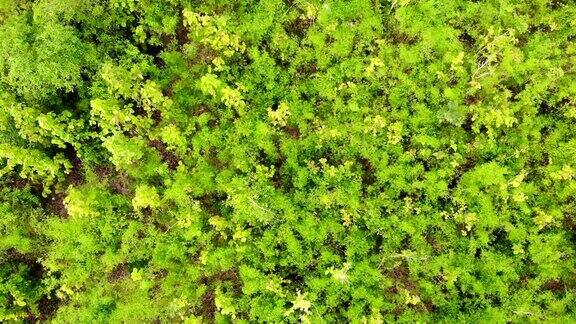 在雄伟的丛林上空飞行多山的地形