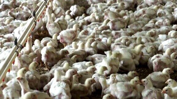 南非肉鸡房的集约化工厂化养鸡