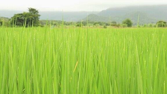 美丽的风景年轻的绿色稻田在风中与背景的山和天空在泰国农村