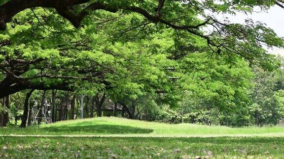 绿色的草坪和树木