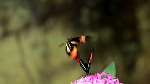 红色邮差蝴蝶在模糊的背景下跳求偶舞