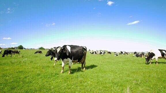 阳光明媚的日子里牛在牧场的绿色田野上吃草