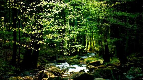 森林溪流上的阳光树叶(4KUHD转HD)