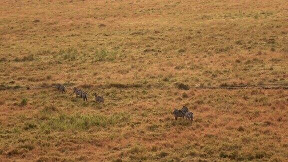 在金色的夕阳下一群野生斑马在热带草原上穿行