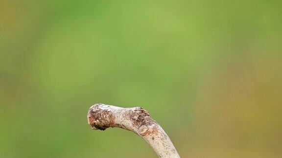栖息在树枝上的缅甸伯劳鸟在野外飞走