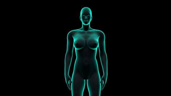 女性人体扫描淋巴系统在数字显示仪表盘