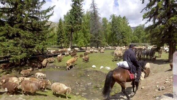 中国新疆牧民在夏季牧场放牧