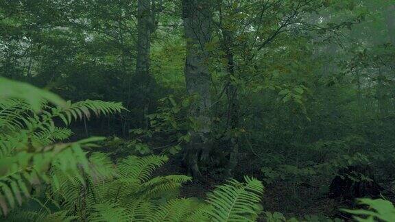 漫步在雾蒙蒙的绿色森林里