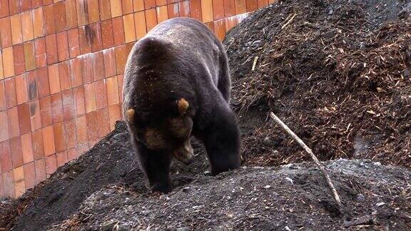 大黑熊在墙边挖地寻找食物