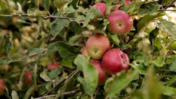 有机果园里有毁坏的苹果树叶子因为有有害的昆虫