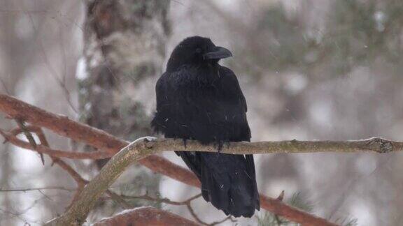 白俄罗斯冬天松树林中的普通乌鸦