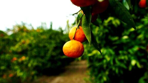 柑橘果园柑橘食品收获加利福尼亚农业