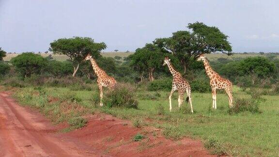 乌干达的三只长颈鹿