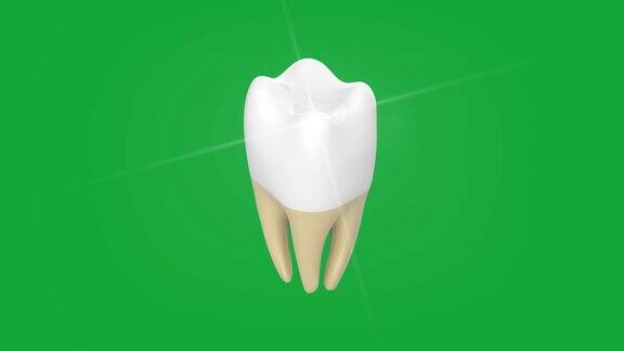 口腔卫生:牙齿清洁超声波刮除医学上精确的人类牙齿治疗的3D动画独立的3d视频+色度键