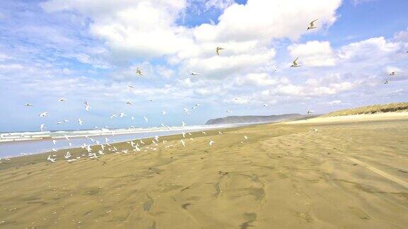 鸟群海鸥飞过新西兰的海滩