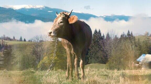 高山高寒草甸上放牧的农场奶牛
