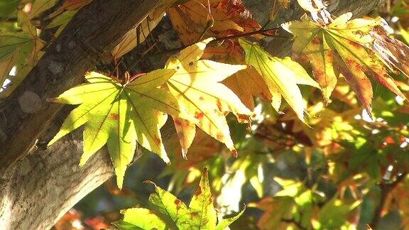 高清NTSC:树叶在风中飘动(视频)