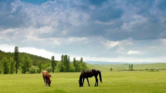 两匹马在牧场上吃草