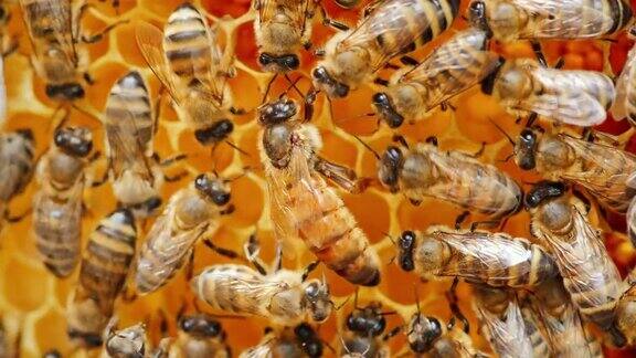 蜂王被蜜蜂包围着特写
