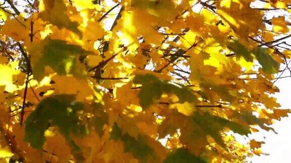 黄色的枫叶背景树叶细节特写秋天的风景自然的明亮色彩秋天叶子的季节视频片段阳光明媚的一天天气预报一个好心情以上的观点本空间