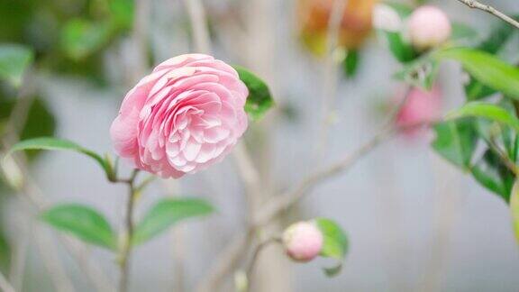 可爱的粉红玫瑰花