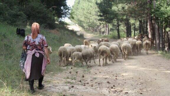 在阳光明媚的日子里高级女牧羊人和一群羊羊在山上