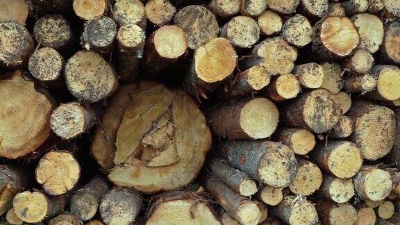 成排的原木和木材业跟踪拍摄