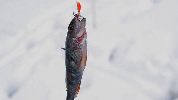 鱼在河的冰面上捉到