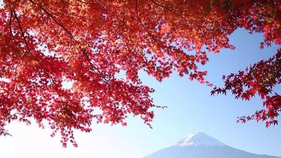 椛の紅葉と富士山