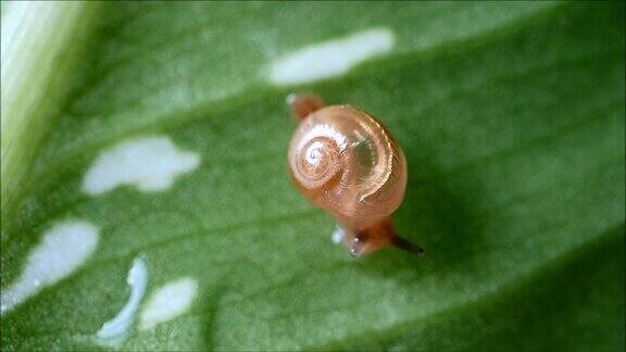 小蜗牛在湿漉漉、亮绿色的叶子上醒来伸出触手