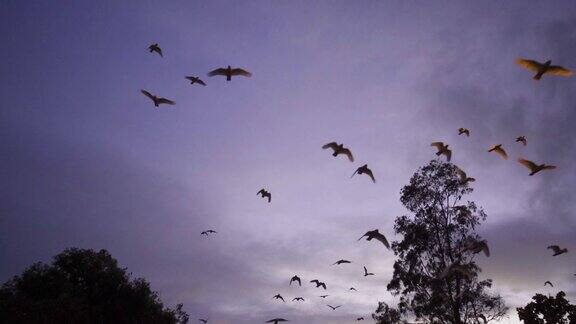 慢镜头清晨鸟群飞翔的小科雷拉、短嘴科雷拉、小凤头鹦鹉