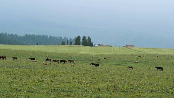 新疆草原上放牧的绵羊和马
