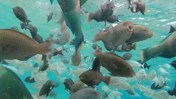 一群热带鱼在珊瑚礁附近游泳
