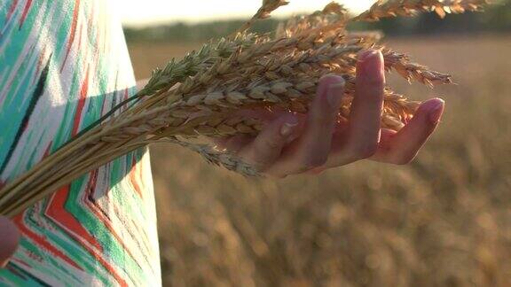 女子用手抚摸刚收获的麦穗
