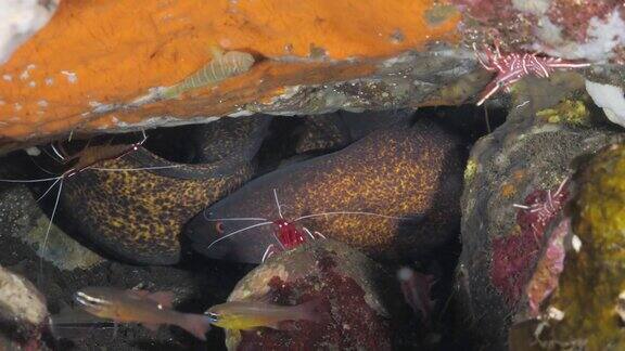 两条鳗鱼在水下洞穴中游动周围是各种各样的鱼和虾海洋科学观测