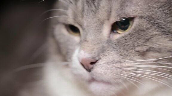 一只懒惰的灰色家猫的肖像猫脸的特写
