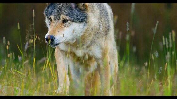 野狼在森林的草丛中行走的特写镜头