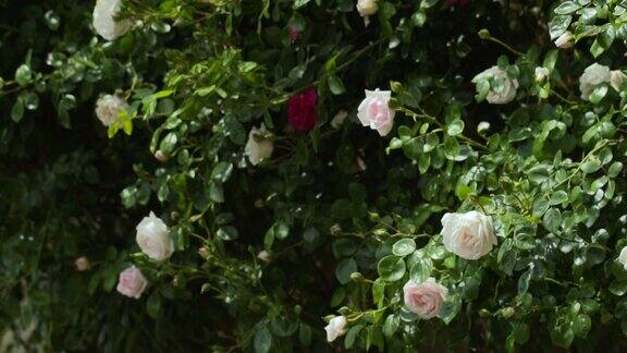 灌木丛中有白玫瑰和红玫瑰慢动作