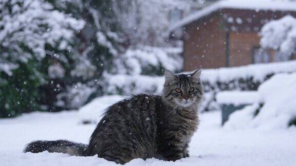 肖像:毛绒绒的棕色虎斑猫在它的游戏时间后环顾白雪覆盖的院子