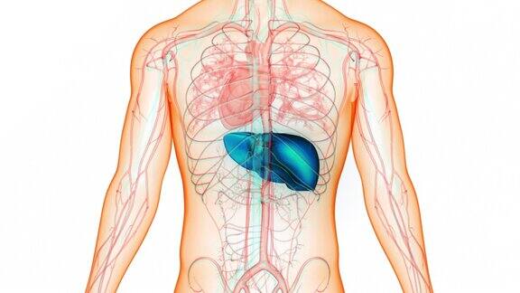 人体消化器官肝脏解剖动画概念